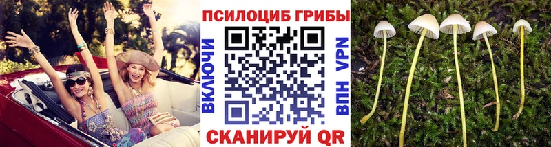 Псилоцибиновые грибы Psilocybine cubensis  Купить  Заволжск 
